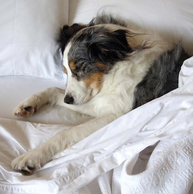 Pension Centre Canin Maman Chien